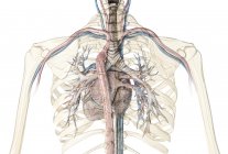 Клітка ребра людини, що показує серце з судинами та бронхіальним деревом на білому тлі . — стокове фото