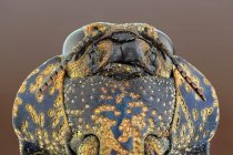 Вентральный вид жука-кабана в дикой природе — стоковое фото