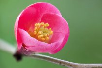 Primer plano de Chaenomeles japonica flor rosa que florece en la rama . - foto de stock