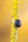 Primo piano di scarabeo foglia nera su pezzo di ramo ricoperto di licheni
. — Foto stock