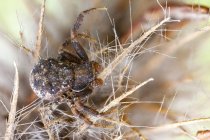 Primer plano de la araña cangrejo de corteza en plantas silvestres . - foto de stock