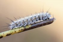 Close-up of caterpillar covered by early morning dew drops on tip of branch. — Stock Photo