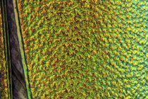 Textura de la superficie de elytron colorida mosca española . - foto de stock