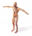 Diagrama de sistemas de anatomía total masculina con efecto fantasma sobre fondo blanco . - foto de stock