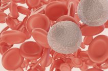 Моноциты белых кровяных телец в крови с красными кровяными тельцами, цифровая иллюстрация
. — стоковое фото