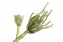 Illustration numérique du champignon Penicillium roqueforti utilisé dans la fabrication du fromage . — Photo de stock