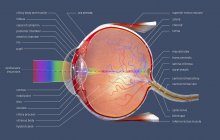 3D-Abbildung des Querschnitts des menschlichen Auges mit Erklärungen und Beschriftung. — Stockfoto
