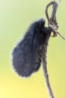 Nahaufnahme der schwarzen Lypusa maurella Motte auf getrocknetem Stängel. — Stockfoto