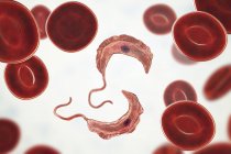 Ilustración digital de tripanosomas en glóbulos rojos en la sangre que causan la enfermedad del sueño . - foto de stock