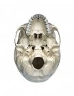 Human skull in bottom view on white background. — Stock Photo