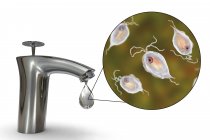 Segurança da água potável. Ilustração conceitual mostrando parasitas Pentatrichomonas hominis em gota de água da torneira . — Fotografia de Stock