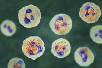 Illustrazione digitale dei batteri Neisseria gonorrhoeae all'interno dei globuli bianchi dei neutrofili
. — Foto stock