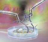 Fórceps dividindo molécula de DNA sobre placa de Petri, engenharia genética ilustração conceitual digital . — Fotografia de Stock