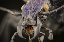 Close-up of ground beetle detailed portrait in macrophotography. — Stock Photo
