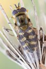 Close-up de hoverfly da vista dorsal na flor silvestre seca . — Fotografia de Stock