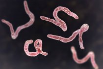 Цифровая иллюстрация паразитов Ancylostoma duodenale hookworms
. — стоковое фото