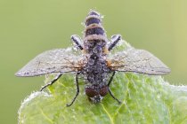 Close-up of entomopathogenic fungus growing on fly perched on leaf. — Stock Photo