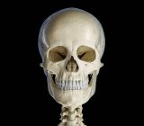 Crânio humano na vista frontal sobre fundo preto . — Fotografia de Stock
