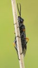 Primer plano del escarabajo naranja de la sierra de rodilla en el tallo de la planta . - foto de stock