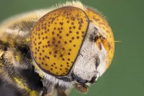Spotted eye hoverfly in detailed portrait shot. — Stock Photo
