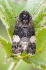 Tortricidae moth on green plant leaf. — Stock Photo