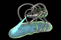 Digital illustration of nanorobot killing rod-shaped bacterium. — Stock Photo