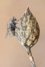 Gros plan de la mouche tigrée au sommet d'une plante sauvage séchée . — Photo de stock