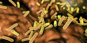 Faecalibacterium prausnitzii бактерии в кишечнике человека, цифровая иллюстрация . — стоковое фото