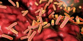 Faecalibacterium prausnitzii bacteria in human gut, digital illustration. — Stock Photo