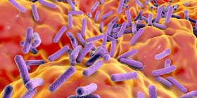 Faecalibacterium prausnitzii бактерии в кишечнике человека, цифровая иллюстрация . — стоковое фото