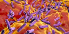 Фекалібактерія праусніцеві бактерії в кишечнику людини, цифрова ілюстрація . — стокове фото