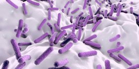 Faecalibacterium prausnitzii bacteria en el intestino humano, ilustración digital . - foto de stock