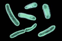 Fecalibacterium prausnitzii bacteria, ilustración digital . - foto de stock
