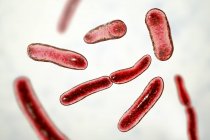 Fecalibacterium prausnitzii bacteria, ilustración digital . - foto de stock