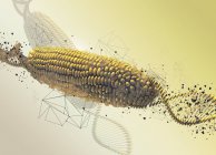Генетично модифікована кукурудза на кобу, абстрактна цифрова ілюстрація . — стокове фото