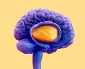 Таламус мозку людини, медична цифрова ілюстрація . — стокове фото