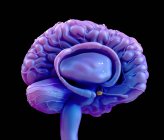 Гипофиз человеческого мозга, цифровая иллюстрация . — стоковое фото