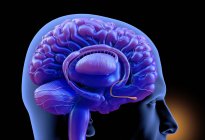 Cerveau humain de couleur pourpre, illustration numérique . — Photo de stock