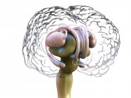 Detaillierte Anatomie des menschlichen Gehirns, farbige digitale Illustration. — Stockfoto