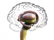 Anatomía cerebral humana detallada, ilustración digital coloreada . - foto de stock
