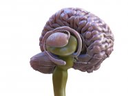 Detaillierte Anatomie des menschlichen Gehirns, farbige digitale Illustration. — Stockfoto