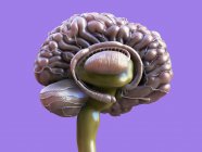 Anatomía cerebral humana detallada, ilustración digital coloreada . - foto de stock