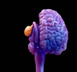 Ganglios basales coloreados del cerebro humano, ilustración digital . - foto de stock