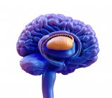 Ganglions basaux colorés du cerveau humain, illustration numérique . — Photo de stock