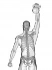 Human silhouette lifting kettle bell with visible skeletal system, digital illustration. — Stock Photo