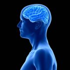 Синий человеческий силуэт с видимым мозгом на черном фоне, цифровая иллюстрация
. — стоковое фото