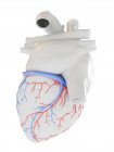 Coração humano com vasos sanguíneos coronários, ilustração . — Fotografia de Stock