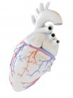 Corazón humano con vasos sanguíneos coronarios, ilustración digital . - foto de stock