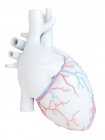Людське серце з коронарними кровоносними судинами, ілюстрація . — стокове фото