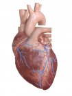 Человеческое сердце с коронарными венами, цифровая иллюстрация . — стоковое фото